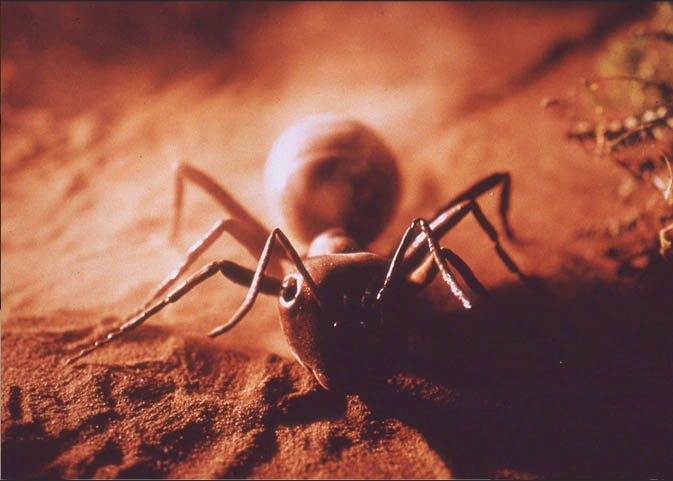 animatronic ants Gastineau