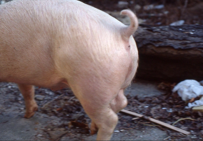 animatronic pig