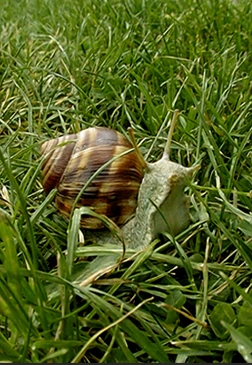 Animatronic snails Gastineau