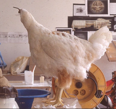 animatronic chicken Gastineau